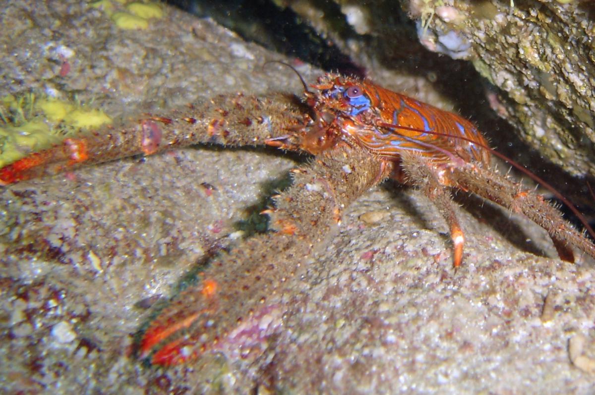 Galathea Strigosa Galathee & Periclymenes sagittifer - Crevette amethyste atlantique - Capbreton
