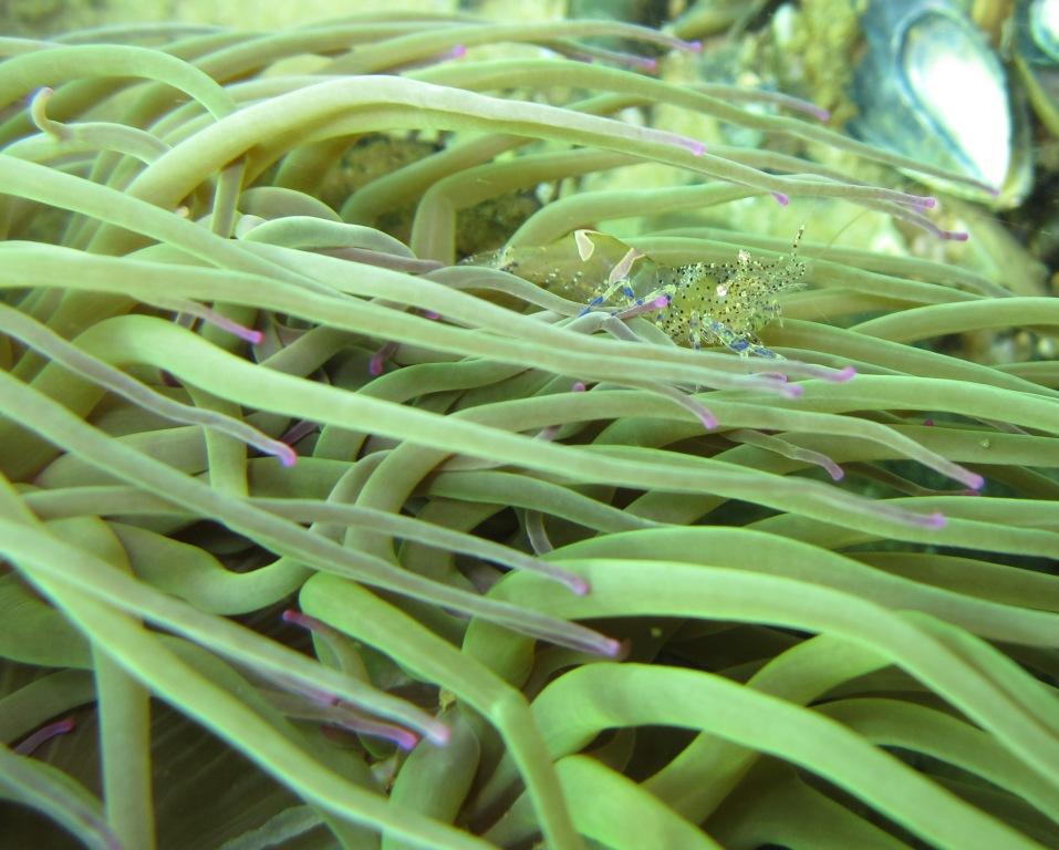 Galathea Strigosa Galathee & Periclymenes sagittifer - Crevette amethyste atlantique - Capbreton