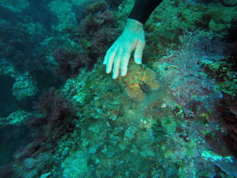 une cigale de mer