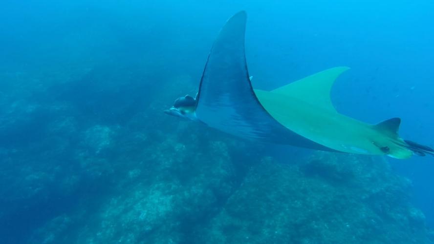 Manta